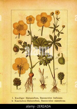 Illustration antique du XIXe siècle d'une coupe de beurre bulbeux et d'une coupe de beurre de Kashubian. Gravure de Jacob Sturm (1771-1848) du livre Deutschlands Flora Banque D'Images