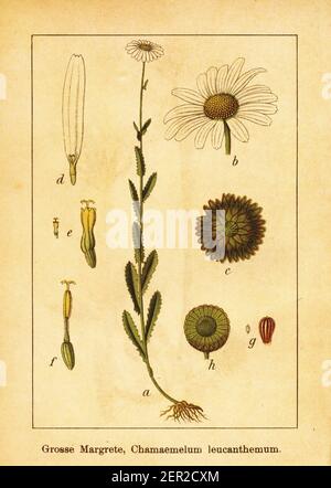 Illustration antique du XIXe siècle de Chamaemelum leucanthemum. Gravure de Jacob Sturm (1771-1848) du livre Deutschlands Flora in Abbildungen na Banque D'Images