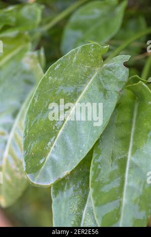 Souche de feuilles de Sorrel commun de Springtime / Rumex acetosa poussant sauvage dans un hedgerow de Cornouailles. A été fourrée pour la nourriture et utilisé dans la médecine de fines herbes. Banque D'Images