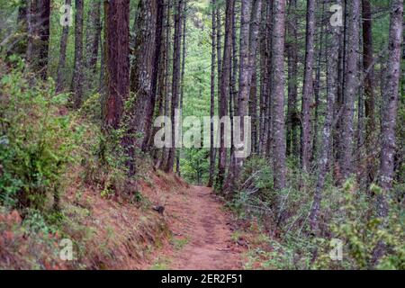 Beau sentier de randonnée au milieu des forêts Banque D'Images