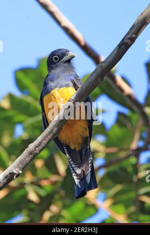 Trogon mâle à dos vert (Trogon viridis) perché sur une branche. Ligne verte, Bahia; Brésil Banque D'Images