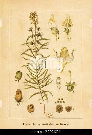 Illustration ancienne d'un antirrhinum linaria, également connu sous le nom de linaria vulgaris, toadlin commun, toadlin jaune ou beurre et oeufs. Gravé par Jacob Banque D'Images