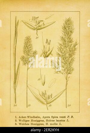 Gravure antique du XIXe siècle d'herbe à vent commune, d'herbe à vent commune et d'herbe à vent rampante. Illustration par Jacob Sturm (1771-1848) du livre Banque D'Images