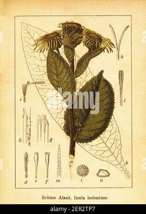 gravure du xixe siècle de panneaux électriques. Illustration de Jacob Sturm (1771-1848) du livre Deutschlands Flora in Abbildungen nach der Natur mit Besch Banque D'Images