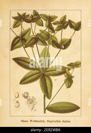 Illustration antique d'un euphorbia dulcis, également connu sous le nom de sphurge. Gravé par Jacob Sturm (1771-1848) et publié dans le livre Deutschlands Flora In Banque D'Images