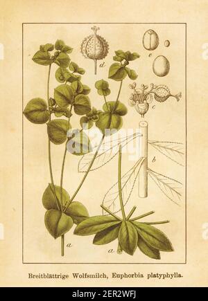 Illustration antique d'un euphorbia platyphylla, également connu sous le nom de sphurge. Gravé par Jacob Sturm (1771-1848) et publié dans le livre Deutschlands Flo Banque D'Images