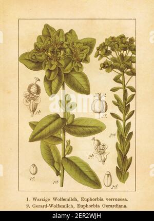 Illustration antique d'un euphorbia verrucosa et euphorbia gerardiana (également connu sous le nom d'euphorbia seguierana). Gravé par Jacob Sturm (1771-1848) et Banque D'Images