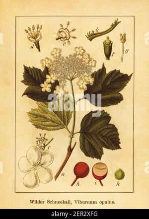 Gravure antique de canneberrybush européen. Illustration de Jacob Sturm (1771-1848) du livre Deutschlands Flora in Abbildungen nach der Natur mi Banque D'Images