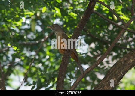Nom scientifique Turdus rufiventris, de la famille Turdidae, nom commun de la muguet orange ou Sabiá Laranjeira. Grive à ventre roux Banque D'Images