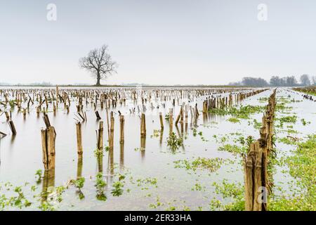 Niveau d'eau élevé avec végétation stérile d'hiver atteignant au-dessus de la rivière. Banque D'Images