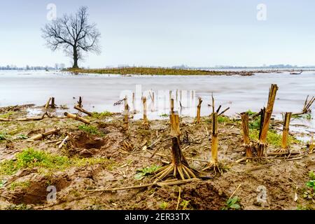 Niveau d'eau élevé avec végétation stérile d'hiver atteignant au-dessus de la rivière. Banque D'Images