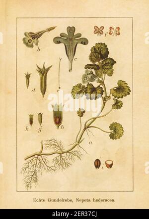 Illustration antique d'une népéta hederacea, également connue sous le nom de glechoma hederacea, lierre, branchigal-over-the-Ground ou rampant Charlie. Gravé par Jacob Banque D'Images