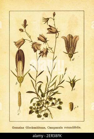 Gravure antique de habell datant du XIXe siècle. Illustration de Jacob Sturm (1771-1848) du livre Deutschlands Flora in Abbildungen nach der Natur mit Banque D'Images