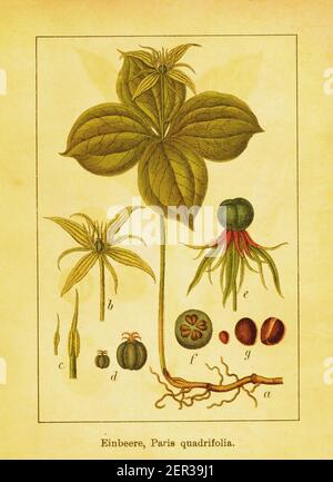 Illustration antique du XIXe siècle d'herbes de paris. Gravure de Jacob Sturm (1771-1848) du livre Deutschlands Flora in Abbildungen nach der Natur M. Banque D'Images