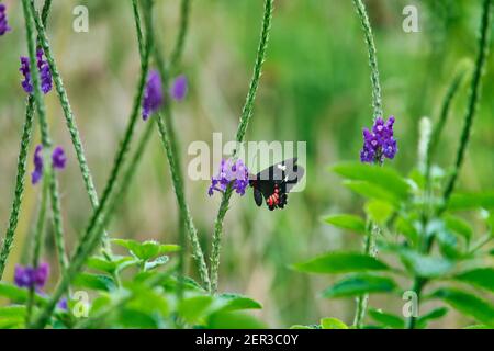 babeurre mangeant le nectar sur une fleur violette Banque D'Images