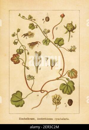 Illustration antique d'un antirrhinum cymbalaria, également connu sous le nom de cymbalaria muralis, lierre de kenilworth ou toadlin à feuilles d'ivie. Gravé par Jacob Sturm (1 Banque D'Images