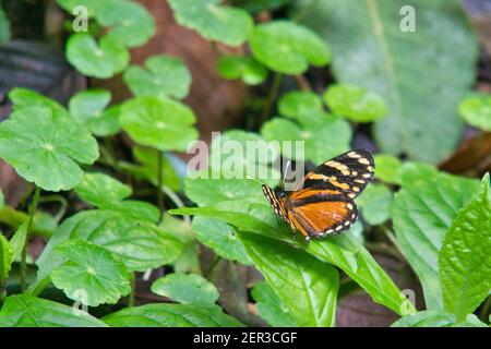 papillon au costa rica avec ailes orange Banque D'Images