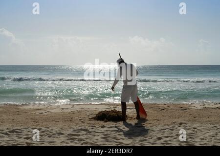 Un homme méconnaissable nettoie une plage des Caraïbes au Mexique de Sargasso et des détritus avec un râteau. En arrière-plan se trouvent le ciel bleu et l'océan. Environnement moyen Banque D'Images