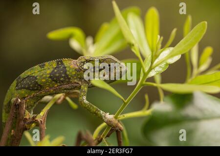 Un caméléon au zoo sur l'île de Zanzibar, Afrique. Banque D'Images