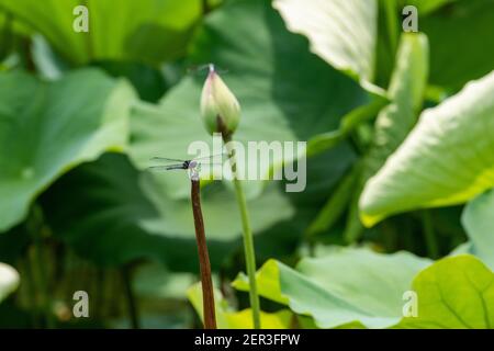 Une libellule Slaty Skimmer (Libellula incesta) repose sur une tige de lotus séchée. Banque D'Images