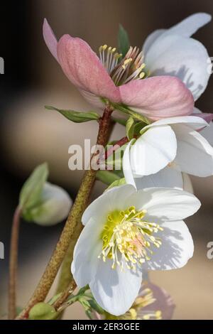 Hellébores fleuris d'hiver au soleil, gros plan Banque D'Images