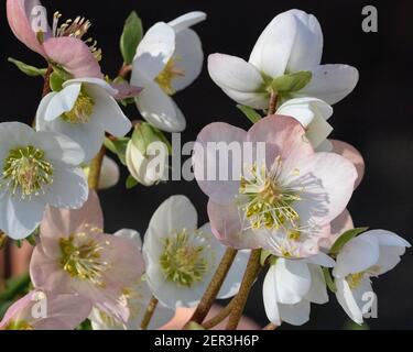 Hellébores fleuris d'hiver au soleil, gros plan Banque D'Images
