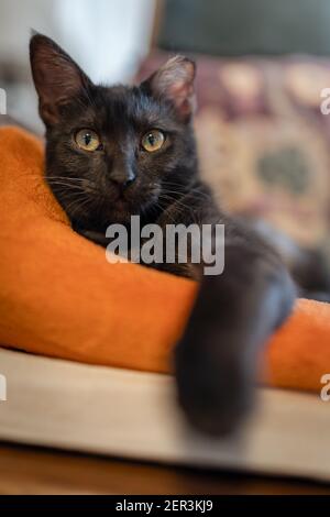 Composition verticale. Chat noir avec les yeux verts posés sur une couverture orange, regarde la caméra. Gros plan Banque D'Images