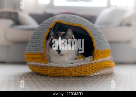 chat noir avec des yeux bleus dans le salon Banque D'Images