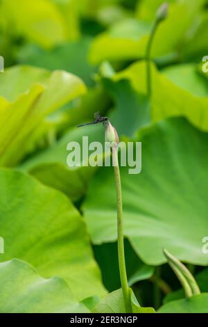 Laty Skimmer (Libellula incesta) libellule perchée au sommet d'un bourgeon de lotus. Banque D'Images