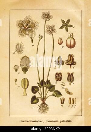 Illustration antique d'un parnassia palustris, également connu sous le nom d'herbe-de-Parnassus de marais, herbe-de-Parnassus du nord ou de tourbière-étoile. Gravé par Jacob Stur Banque D'Images