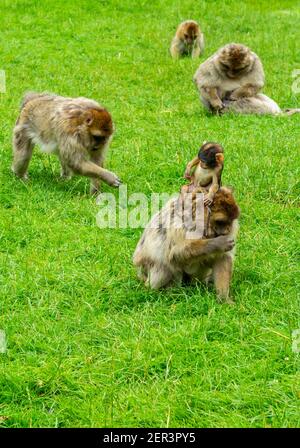 Singes macaques barbares familiaux avec jeunes en captivité au Monkey Forêt à Trentham Staffordshire Angleterre Royaume-Uni Banque D'Images