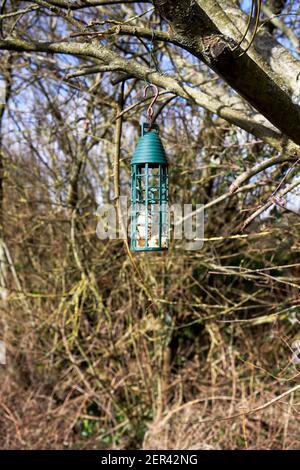 Mangeoire à oiseaux contenant des boules de graisse suspendues à une branche d'arbre Banque D'Images