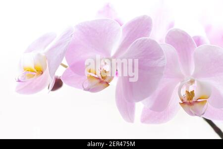 Gros plan de la branche de fleur d'orchidée rose clair Banque D'Images