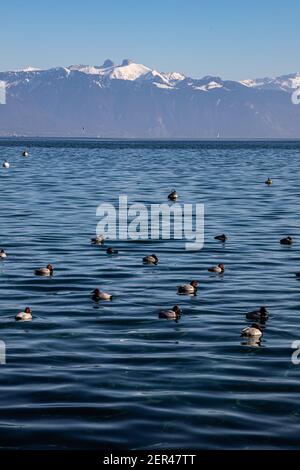 Lac de Genève et Alpes vus de Lausanne, Suisse Banque D'Images