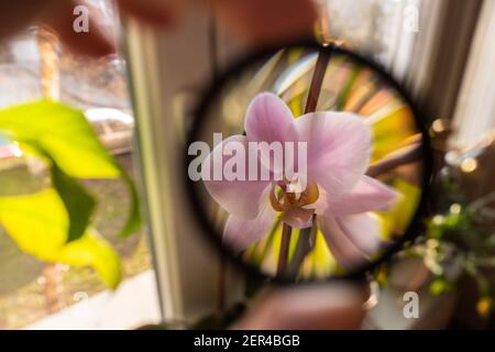 Créer l'illusion en agrandissant la fleur d'orchidée avec le verre de la loupe dans les mains Banque D'Images