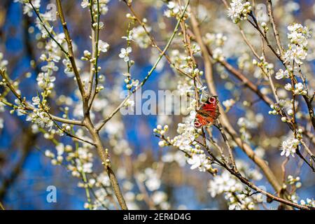 Fraîchement fleuri au début du printemps, lors d'une promenade dans la campagne de l'Oxfordshire Banque D'Images