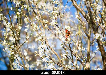 Fraîchement fleuri au début du printemps, lors d'une promenade dans la campagne de l'Oxfordshire Banque D'Images