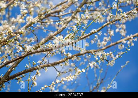 Fraîchement fleuri au début du printemps, lors d'une promenade dans la campagne de l'Oxfordshire Banque D'Images