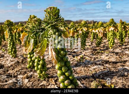 Gros plan sur les plantes germées de Bruxelles qui poussent dans le champ de s lors d'une journée ensoleillée prête pour la récolte, East Lothian, Écosse, Royaume-Uni Banque D'Images