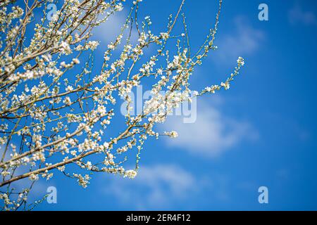 Fraîchement fleuri au début du printemps, lors d'une promenade dans la campagne de l'Oxfordshire Banque D'Images