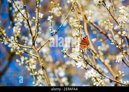 Fraîchement fleuri au début du printemps, lors d'une promenade dans la campagne de l'Oxfordshire Banque D'Images