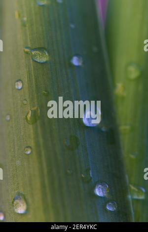 Macro-résumé de l'envers des gouttelettes d'eau sur le vert feuilles de tulipes Banque D'Images