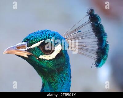 Macro de la tête avec les plumes d'un oiseau de paon Banque D'Images