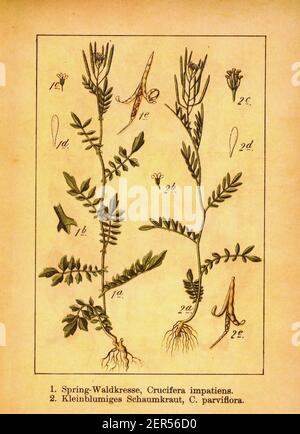 gravure du xixe siècle d'une bittercresson à feuilles étroites et d'une bittercresson de sable. Illustration par Jacob Sturm (1771-1848) du livre Deutschlands Flora In Banque D'Images
