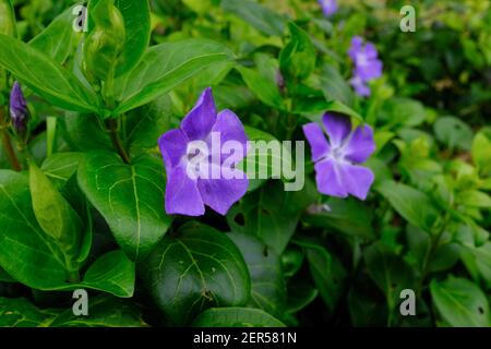 Fleurs violettes periwinkle, fleurissant au début du printemps en France, prises un jour couvert Banque D'Images