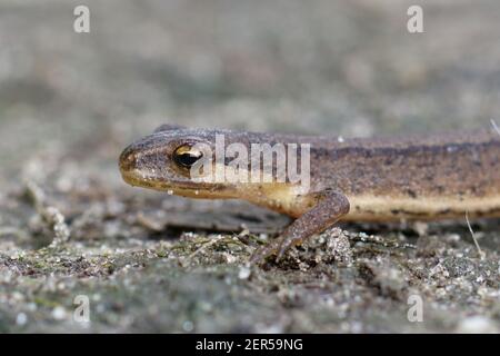 Gros plan d'un petit neuf doux, Lissotriton vulgare , dans le jardin Banque D'Images