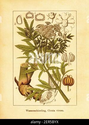 gravure du xixe siècle de la pruche du nord. Illustration de Jacob Sturm (1771-1848) du livre Deutschlands Flora in Abbildungen nach der NAT Banque D'Images