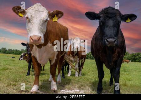 Curieux vaches-Bos taurus, dans une ferme à East Sussex, Angleterre, GB. Banque D'Images