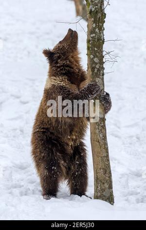 Ours brun sauvage adulte (Ursus arctos) debout sur les pattes arrière près d'un arbre dans la forêt d'hiver. Animal dangereux dans l'habitat naturel. Scène de la faune Banque D'Images