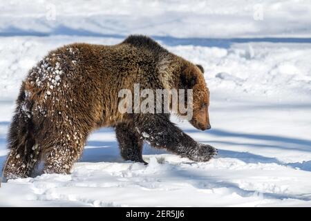 Ours brun sauvage adulte (Ursus arctos) dans la forêt d'hiver. Animal dangereux dans l'habitat naturel. Scène de la faune Banque D'Images